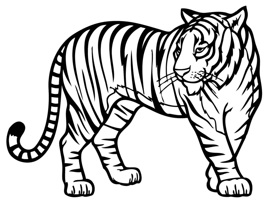 tiger-real-coloring-pages for kids